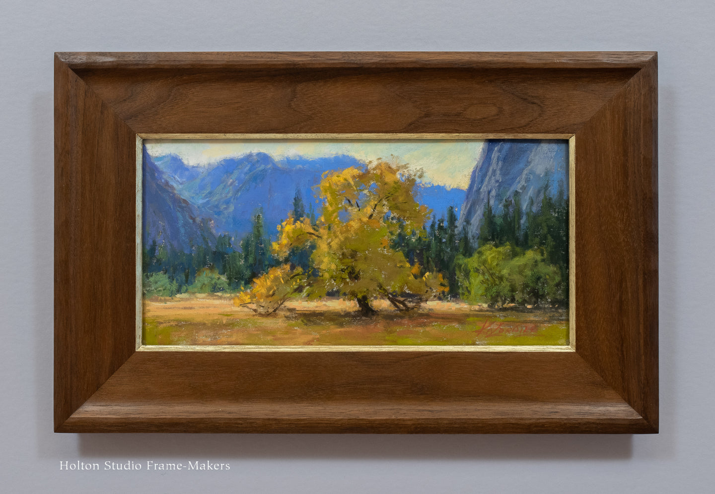 Iconic Elm of Yosemite